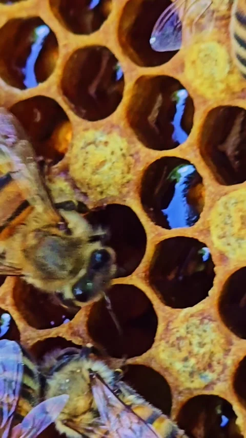 Honey bee brood close up with larvae in honeycomb Stock Footage 334156052