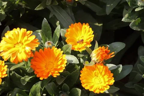 A honey bee browsing through several yellow blossomed calendula flowers Foto stock