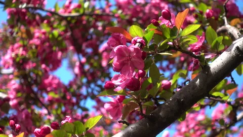 Honey bee (Bumblebee) collecting nectar in apple tree flowers. Stock Footage 154458296