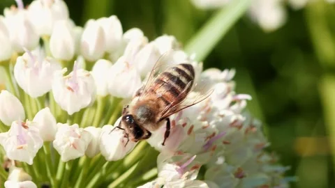 A honey bee buzzes around and pollinates delicate white flowers in a bright Vídeos de archivo 314726371