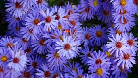 Honey Bee Buzzing around Blue Flowers in a Garden Stockbeeldmateriaal 99105298