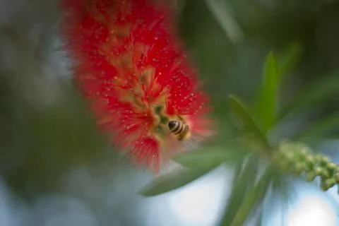 Honey bee on Callistemon red bottlebrush flower 스톡 사진