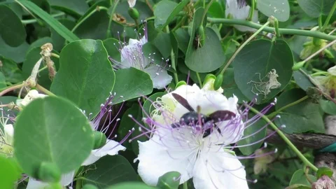 Honey bee on cape flower Stock Footage 77154307