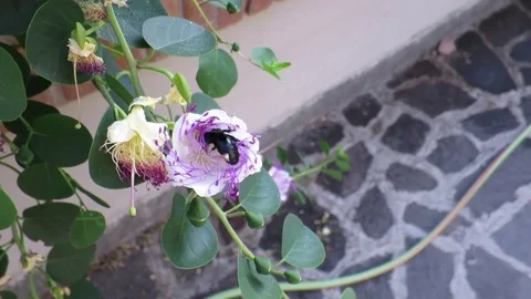 Honey bee on cape flower Stock Footage 77762945