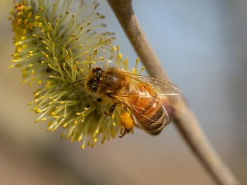 Honey bee on catkin Stock Photos