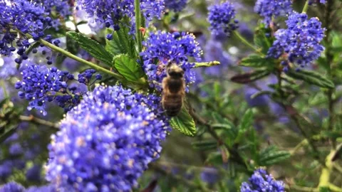 Honey bee on a ceanothus bush Stock Footage 155701535