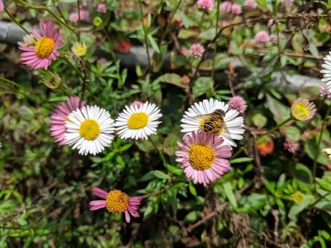Honey Bee on Chamomile flower. Stock Photos