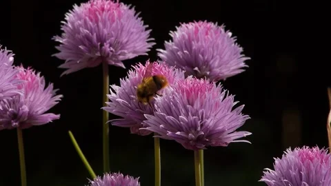 Honey Bee on Chives Video stock 179745607