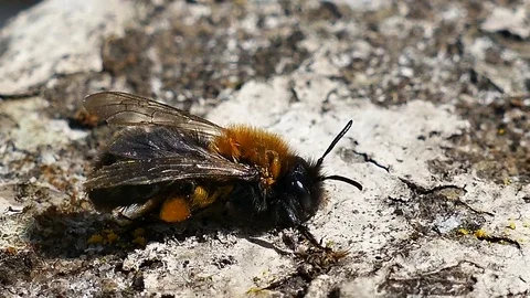 A Honey Bee cleaning its face Stock Footage 88488534