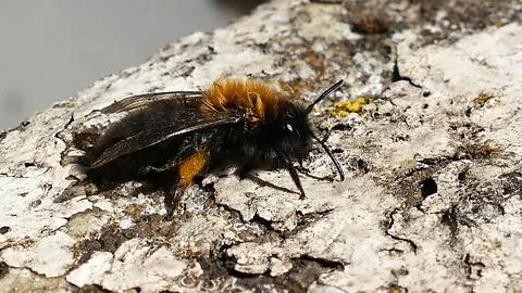 A Honey Bee cleaning itself Stock Footage 88488537