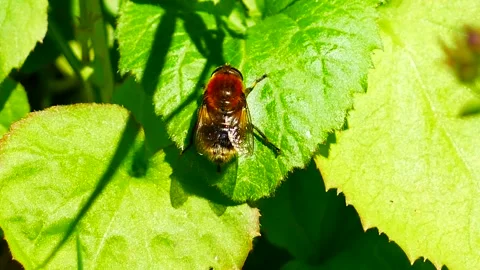 Honey bee cleaning pollen off her antenna, hairy eyes and fills structures ca Stock Footage 130513243