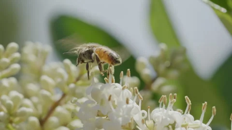 Honey Bee Cleans Itself Before Taking Off slow motion Stock Footage 246505316