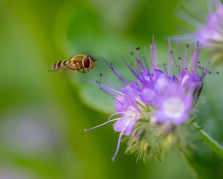 Honey bee close up Foto stock
