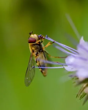 Honey bee close up Foto stock