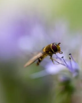 Honey bee close up Foto stock