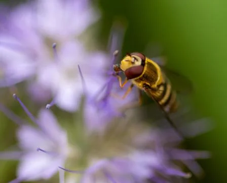 Honey bee close up Foto stock