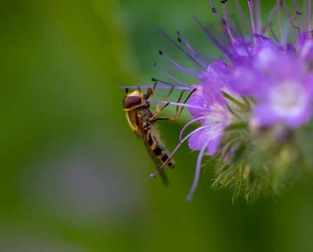 Honey bee close up Foto stock