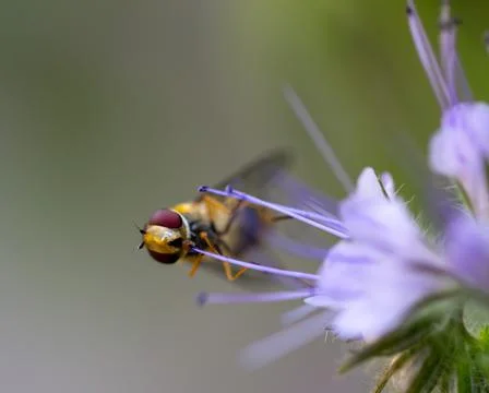 Honey bee close up Foto stock