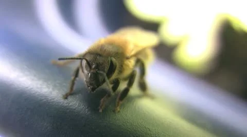 Honey Bee Closeup Видео 10576564