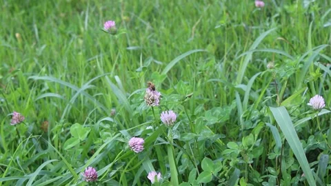Honey bee in the clover field Stock Footage 141187802