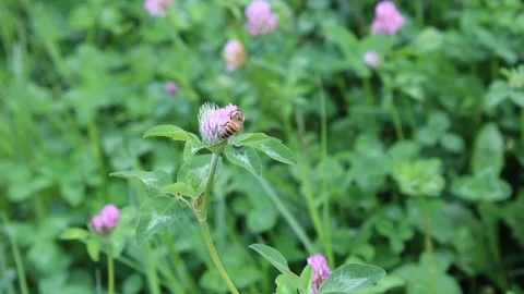 Honey bee in the clover field Stock Footage 141188016