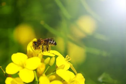 Honey bee collecting dust on yellow rapeseed flower, Bee flying from flower Stock Photos