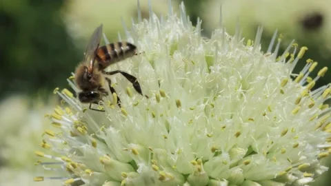 Honey bee collecting nectar and pollen Stock Footage 167347397