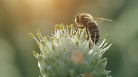 Honey bee collecting nectar and pollen Video stock 167347461