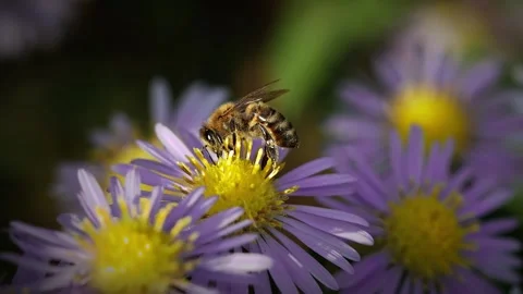 Honey bee collecting nectar from an Aster flower.  Real time, zoom out Stock Footage 163491182