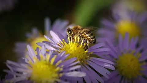 Honey bee collecting nectar from an Aster flower.  Slow motion, zoom in Stock Footage 163491368