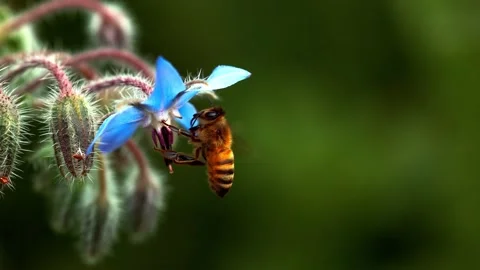 Honey bee collecting nectar from blue borage flower Stock Footage 340626401