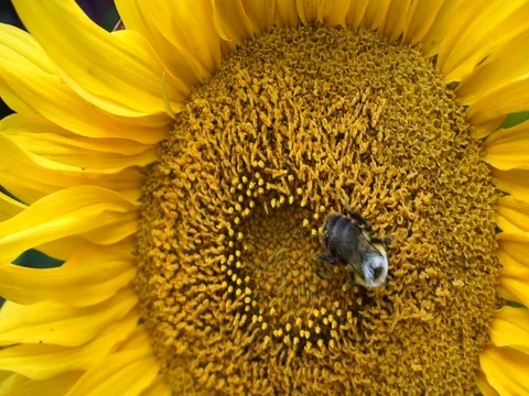 Honey bee collecting nectar from bright and show yellow sunflower head. Stock Footage 114106294
