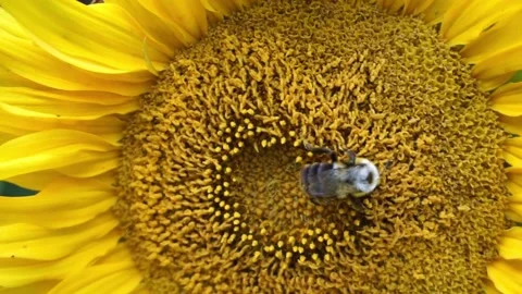 Honey bee collecting nectar from bright and show yellow sunflower head close up. Stock Footage 151236474