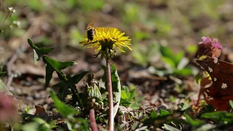 Honey bee collecting nectar on bright yellow dandelions on a sunny spring day  Video stock 317355480