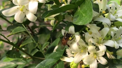 Honey Bee Collecting Nectar from Citrus Flowers for Pollination Stock Footage 340048314