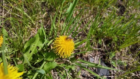 Honey bee collecting nectar from dandelion flower Stock Footage 345168209
