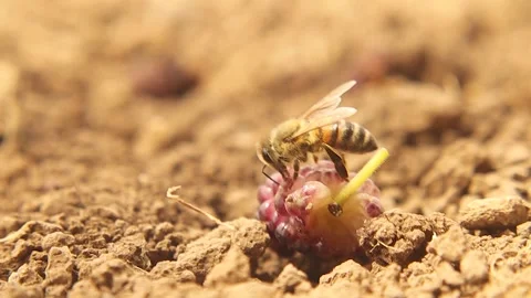 Honey bee collecting nectar, drinking sweet juice from ripe mulberry fruit macro Stock Footage 320834375