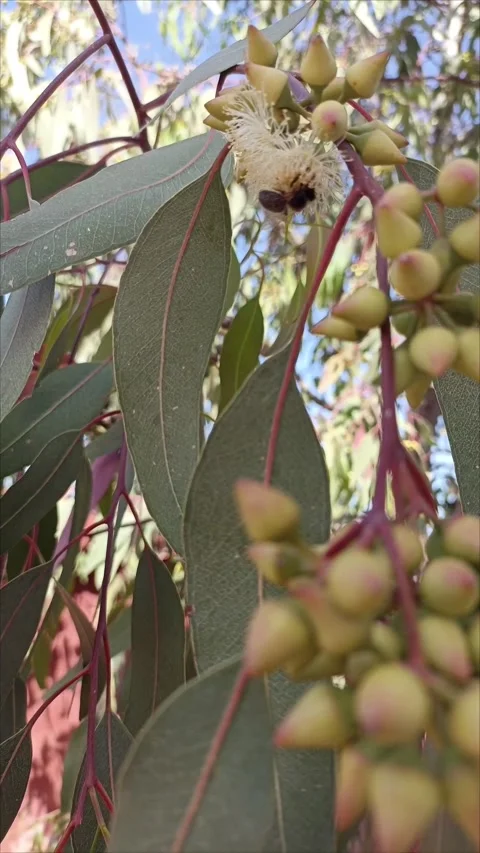 :Honey Bee Collecting Nectar from Eucalyptus Flowers Stock-Footage 333007354