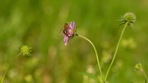 Honey bee collecting nectar from a field scabious flower 库存影片 340881571