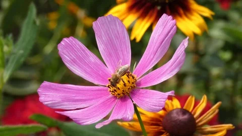 Honey Bee Collecting Nectar From a Flower of Garden Cosmos Stock Footage 80588226