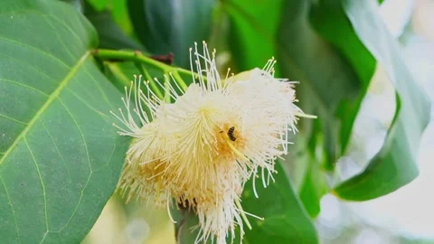 Honey Bee Collecting Nectar from Flower in Chamba Stock Footage 336299945