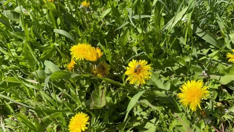 Honey bee collecting nectar from a flower close-up Vídeos de archivo 337350645