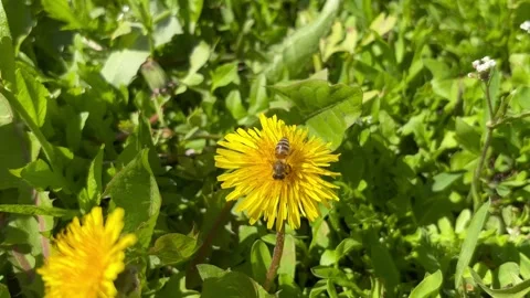 Honey bee collecting nectar from a flower close-up Vídeos de archivo 337350686