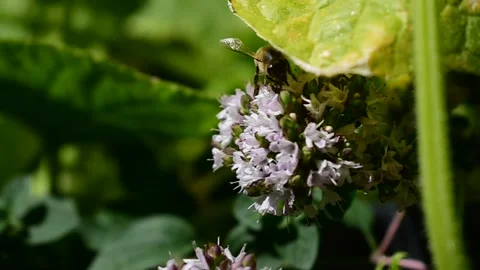 Honey Bee collecting nectar Stock Footage 170968733