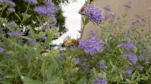Honey Bee Collecting Nectar From Lavender Flowers Stock Footage