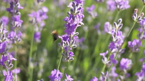 Honey bee collecting nectar from lavender flower Видео 337982484