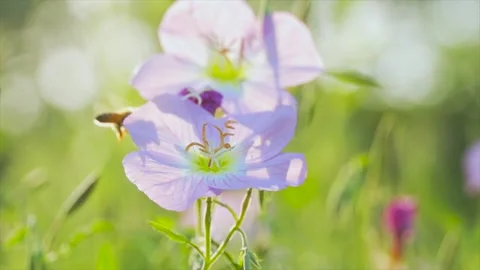 Honey bee collecting nectar from pink evening primrose flowers in a sunny meadow Video stock 342332959
