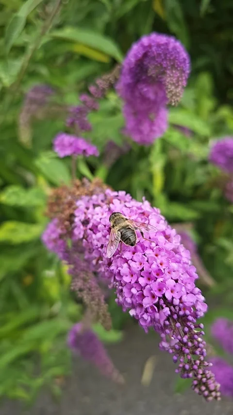 Honey bee collecting nectar from purple buddleja flower Stock Footage 338178571