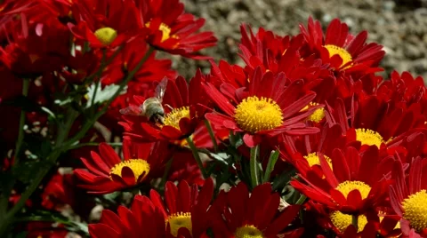 A honey bee collecting nectar from a red chrysanthemum flower 3 動画素材 58757971
