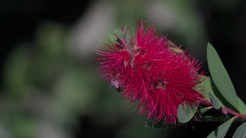 Honey bee collecting nectar on red bottlebrush flower Stock Footage 346792319